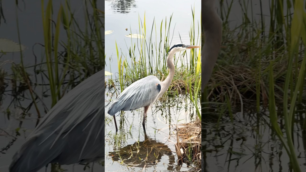 GREY HERON BIRD FISH HUNTING I 