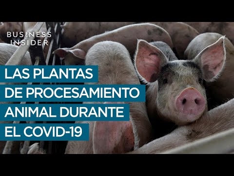 Video: ¿Smithfield envía cerdos a China para sacrificarlos?