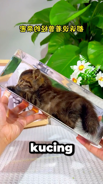 mengawetkan kucing mati🤯