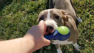 More yard time with Luna, Nova and Ozzie 🐶♥️|| Luna and Nova Playing || Pet Friendly by Pet Friendly 63 views 1 year ago 2 minutes, 2 seconds