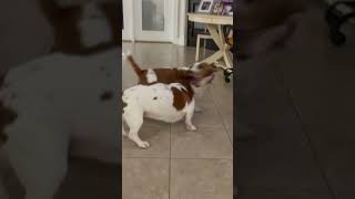 Puppy Fast Play ?    #puppy #bassethound #basset #dog