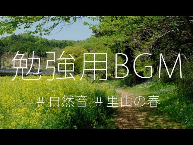 【勉強用BGM】集中できる自然音 春の森の音1.5時間