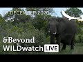 WILDwatch Live | 07 December, 2020 | Afternoon Safari | South Africa