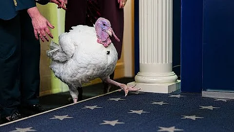 Watch live: President Trump pardons turkeys for Thanksgiving