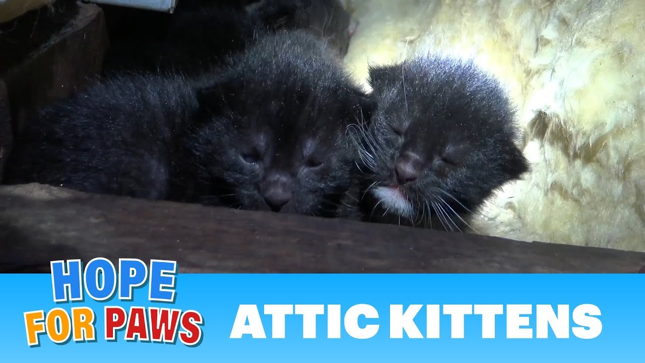 Tiny kittens born in an attic - their mom was watching closely as we pulled them one-by-one.