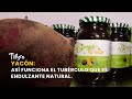 Yacón: Así funciona el tubérculo que es endulzante natural- TvAgro por Juan Gonzalo Angel