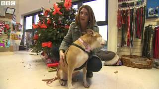 BBC News 22 December 2014 Dogs' home ruined by fire thanks public for £2m donations