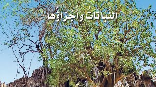 علوم شرح درس النباتات وأجزاؤها للصف الاول الفصل الدراسي الاول