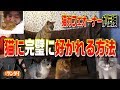 猫に好かれる人、嫌われる人の違いを浅草の猫カフェ店主に聞いた【総集編】～Trying cat cafe,neko cafe,Asakusa,Tokyo,Japan