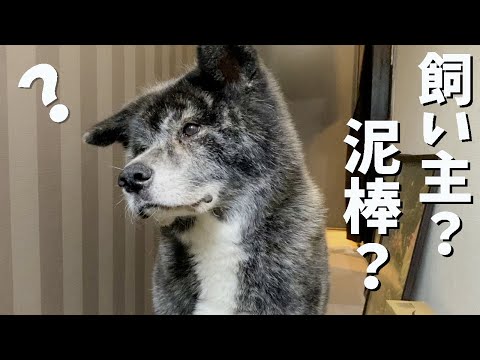 和み系秋田犬二頭のお留守番を隠し撮り【秋田犬】【大型犬】【akita dog】