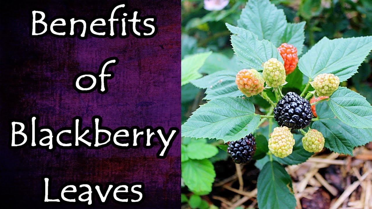 Benefits of Blackberry Leaves - YouTube