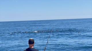 The Most BLUEFIN TUNA I HAVE EVER SEEN!!!!