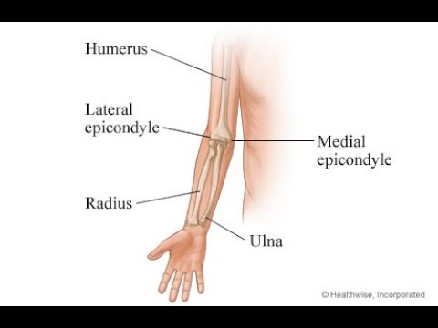 The Forearm 1  [ Radius bone ]