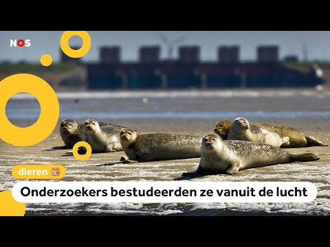 Ook zeehonden houden '1,5 meter' afstand om niet ziek te worden
