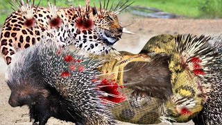 Porcupine Too Danger! Leopard and Python Risked Their Lives When Hunting Porcupine But Fail