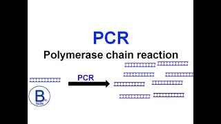 Pcr Polymerase Chain Reaction En 3 Min