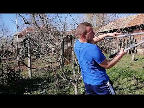 Видео: Годишна, многогодишна или двугодишна цикория – колко дълго живее цикорията в градината