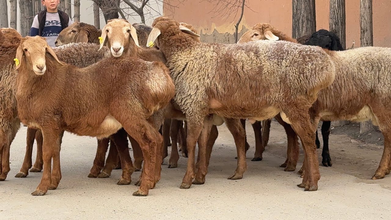 🔥TAROZI BUZAR QO‘CHQORLAR 🔥💥 BOBIRDAN KELDI 💥⏰ SHOSHILING ⏰