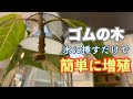 【3分で分かる】水挿しで簡単にゴムの木を増やす！
