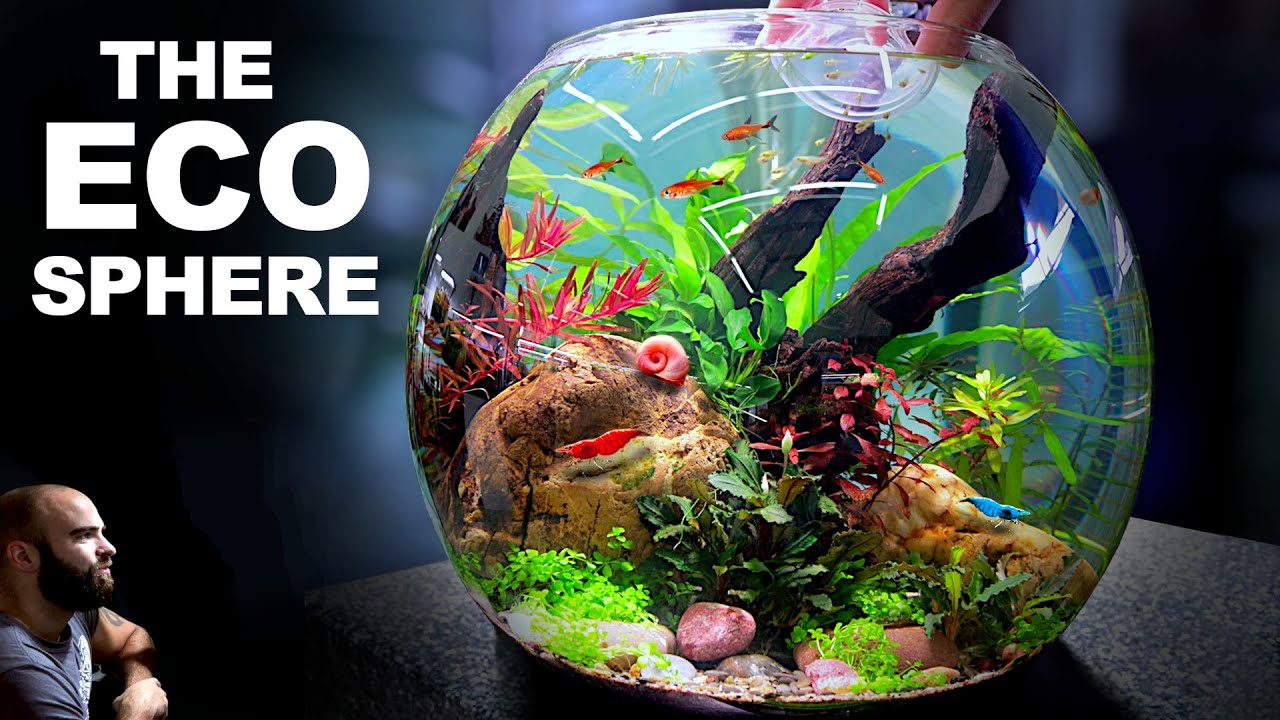 NO FILTER Ecosphere Bowl for Nano Fish, Shrimp & Snails 