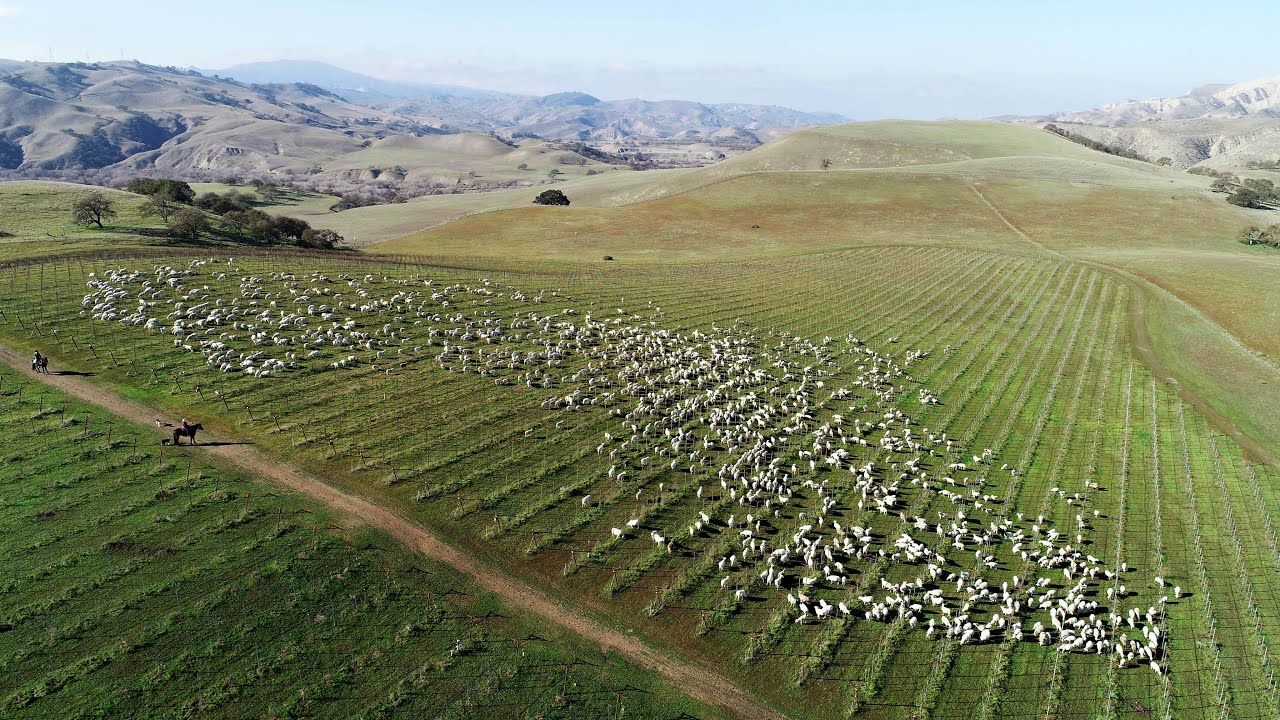 Paicines Ranch vineyard grazed by 1700+ sheep - Drone coverage
