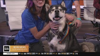 Meet Hatchi! This Siberian Husky needs a forever home | Pet Of The Week