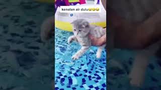 Download Lagu Ketika kucing berenang, reaksinya lucu banget #shorts #kucing #kucinglucu MP3 Download Lagu Ketika kucing berenang, reaksinya lucu banget #shorts #kucing #kucinglucu MP3