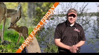 Fawn Fact Friday - When do fawns walk
