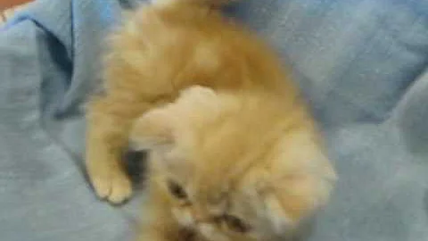 Watch the video about Exotic Shorthair kitten