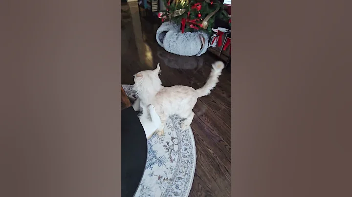 Video 11814481: mainecooncat mainecoons cat, mainecoon cat funnycat, mainecoon cute funnycats, mainecoon cat playing