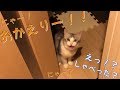 【子猫】帰るとおかえりと迎えてくれる猫【サイベリアン】