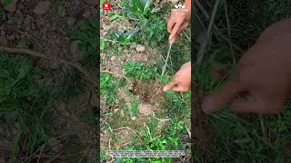 Manual Weeding: Hand Tool Weed Removal Around Vegetable Crops