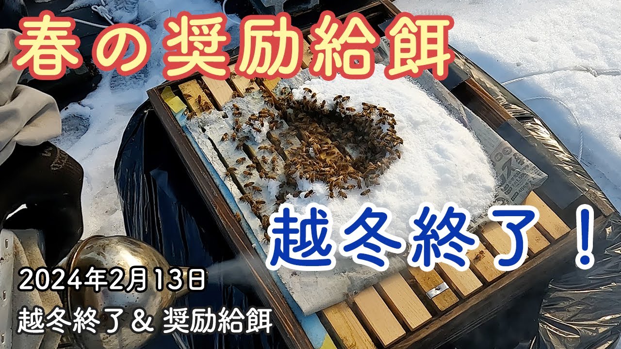 越冬終了！春の奨励給餌 養蜂／岩手県／東北 - YouTube