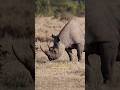 Il dramma della morte di un rinoceronte #shorts #progettohappiness #southafrica #savetherhinos