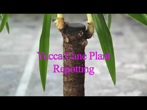 Video: Kuinka Karsia Yucca Oikein? Yukan Rungon Leikkaaminen Kotona Askel Askeleelta. Kuinka Karsia Yucca Haarautumiseen Ja Sivuversoihin? Yuccan Hoito Ja Muodostus