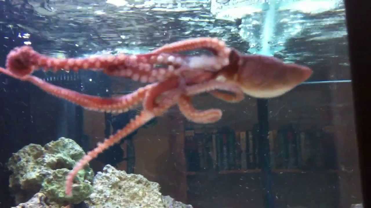 Pet Starry Night octopus exploring new tank YouTube