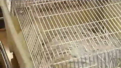 Exercise could reverse inherited obesity problems