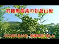 朝倉山椒の収穫