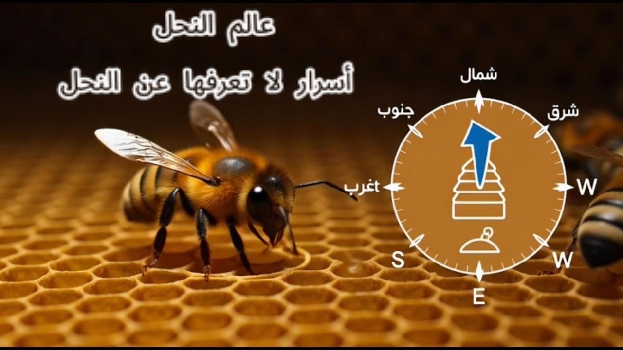 عالم النحل: أسرار لا تعرفها حياة عن النحلات #النحل #ملكية  #نحل   #عسل