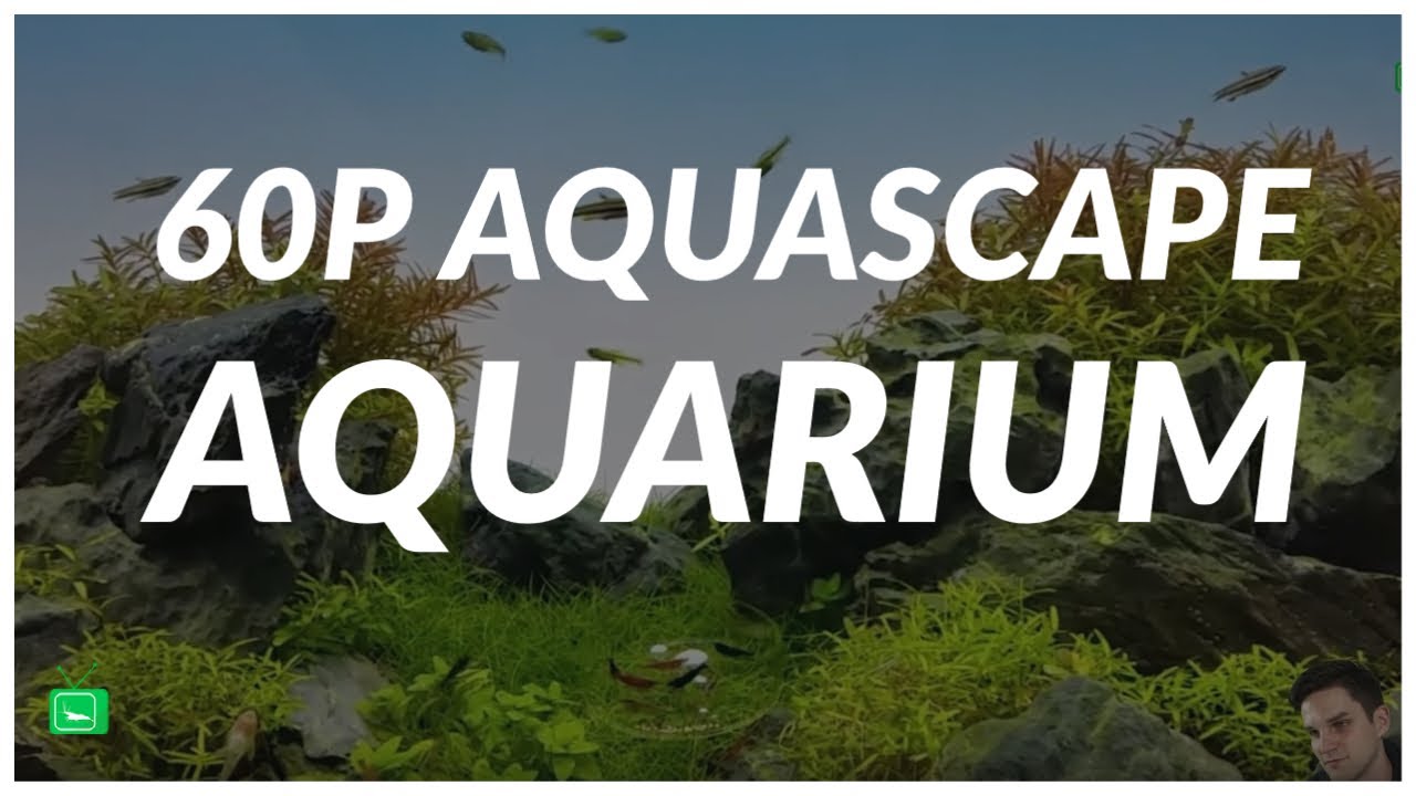 60P AQUASCAPE AQUARIUM - EIN TRAUM  | Aquarium Bewerten | GarnelenTv