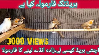 Zebra Finch breeding formula.How to protect and take best breed from finch in winter season.vlog14