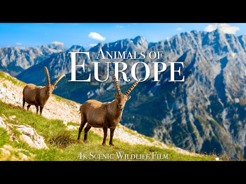 Animals of Europe Scenic Wildlife Film With Calming Music