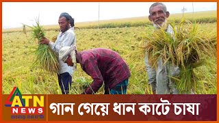 চলনবলর মঠ মঠ চলছ ধন কটর উৎসব Pabna Chalan Bil Paddy Atn News