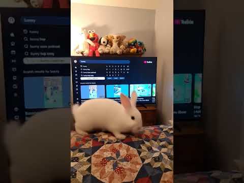 White Bunny #shorts