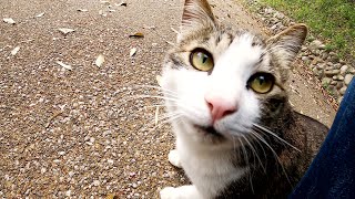 温厚なキジシロ猫と茶シロ猫、縄張りに侵入したシャム猫に激怒する！