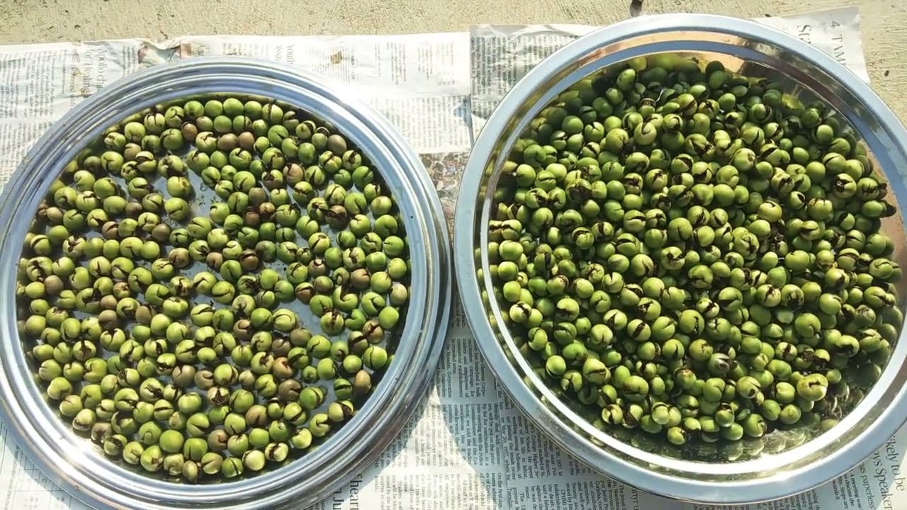 Sun dried Turkey Berry| Process of making Sun dried Turkey berries in English