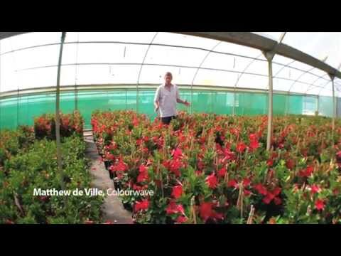 فيديو: زهور Mandevilla - متى تزهر Mandevilla Vine وإلى متى