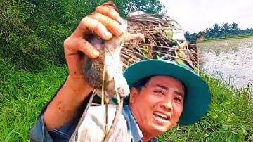 #Thảo_lúa qua ruộng bắt Chuột xào lá cách #ẩm_thực #đồng_quê