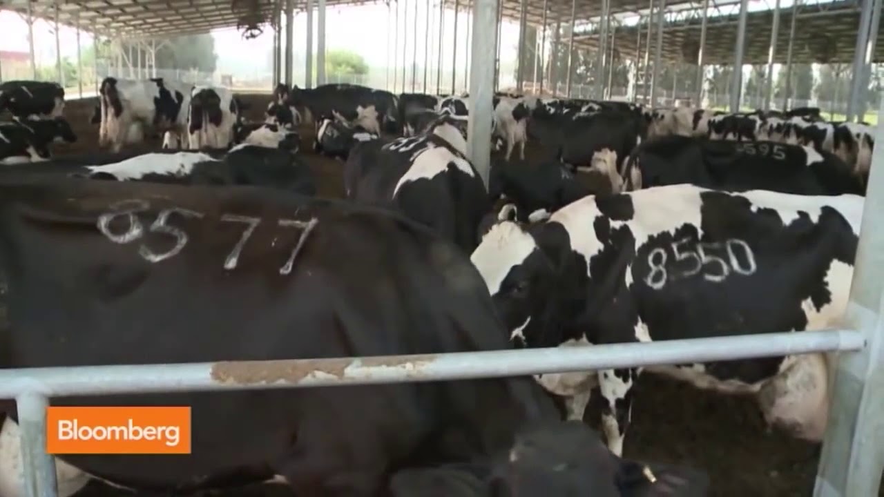 Dairy farming YouTube