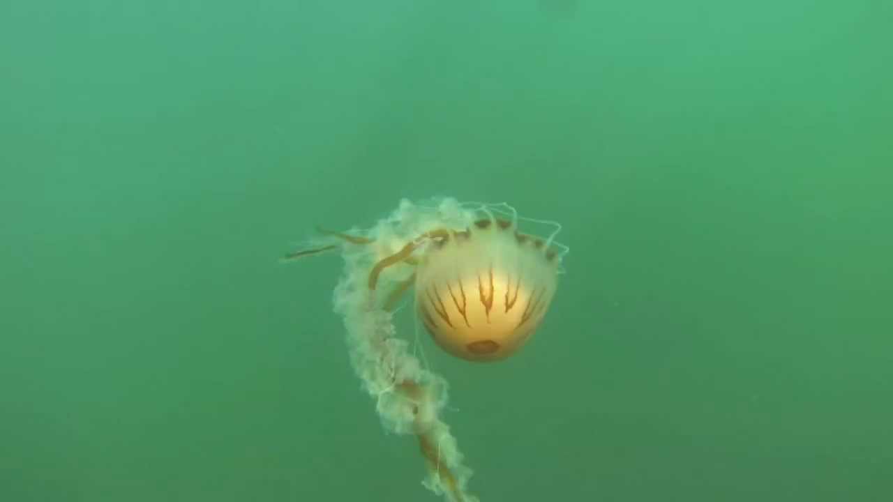 jellyfishatsandycove - YouTube